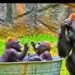 A parent gorilla holds its head while two playful babies splash in a tub, perfectly capturing the chaos and love of parenting.